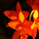 Christmas cactus bloom in orange.